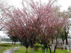 -武汉大学-樱园
