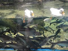 -合肥海洋世界