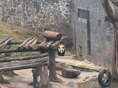 -都江堰中华大熊猫苑
