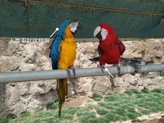 -西霞口神雕山野生动物世界