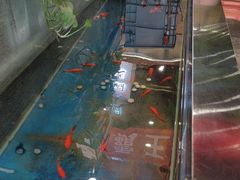 -洞庭家宴·头牌甲鱼(广渠门店)