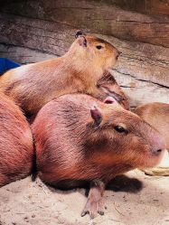 -Zoolung Zoolung动物主题公园(海信广场店)