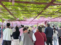 -嘉定紫藤园
