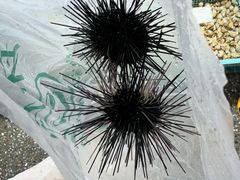 -霞涌市场海鲜摆卖区