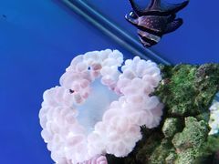 -海合安武汉极地海洋公园