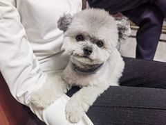 -宠福鑫康馨动物医院·骨科·眼科