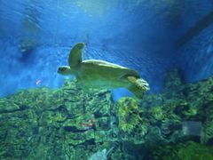 -芜湖新华联大白鲸海洋公园