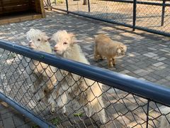 -长白岛森林公园