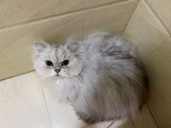 -伟伟宠物医院·CT影像中心·瑞派犬猫综合性门诊(汉口总院)