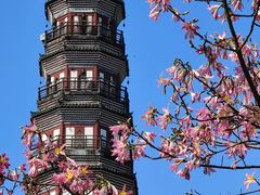 -顺峰山公园