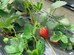 -甜心庄园·甜心草莓采摘园(西青中北店)