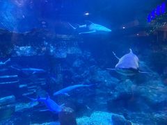 -海合安青岛极地海洋公园