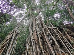 -中国科学院西双版纳热带植物园