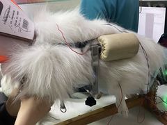 -西安京西宠物医院·瘫痪·疑难杂症