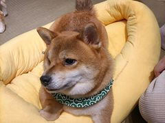 -逗柴咖啡屋·狗咖猫咖宠物桌游