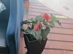 -花舍·新派粤菜·西餐·下午茶(亚运村·鸟巢店)