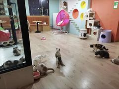 -Bastet sally猫舍购宠(静安店)