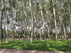 -仁和公园(顺义区)