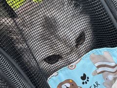-阿荣24H宠物医院·综合型转诊中心·CT·核磁影像中心