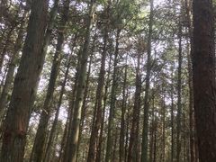 -重庆睡佛山森林公园