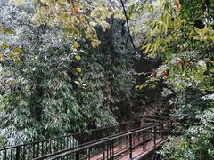 -云南屏边大围山国家公园