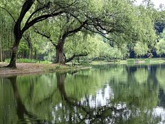 -上海共青森林公园