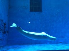 -芜湖新华联大白鲸海洋公园