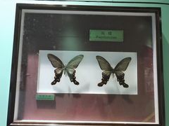 -上海昆虫博物馆