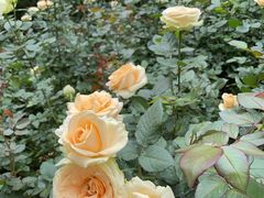 -人民公园(罗湖区)