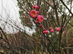 -香雪海