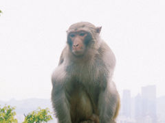 -黔灵山公园