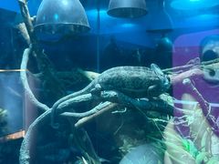-上海大自然野生昆虫馆(东方明珠·爬宠昆虫探索中心)