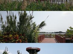 -芒洲湿地公园