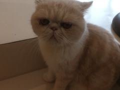 -飞行喵MR PILOT|猫舍·猫咖(静安大融城店)