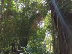 -西双版纳原始森林公园