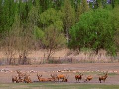 -北京麋鹿生态实验中心