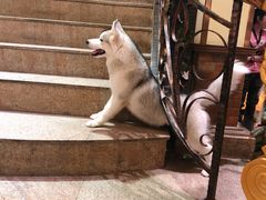 -more than meow吴止猫主题餐厅(承德 中船汇店)