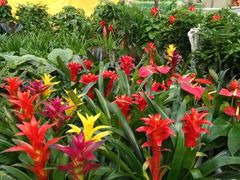 -秦美花卉(天朗·莱茵小城2期店)