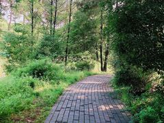 -铁山坪森林公园