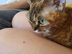 -有喵·猫咖·狗咖·30几只猫10只小狗(岗厦店)