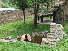 -卧龙中华大熊猫苑神树坪基地