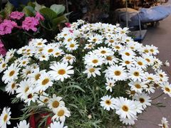 -循礼门鲜花花市(武汉循礼门店)