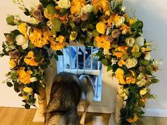 -Husky Go! 哈士奇体验馆·宠物咖啡厅狗咖