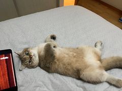-猫大福·Fortune Cat猫舍(百子湾店)