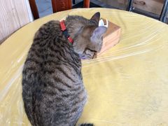 -官塘陈记鱼生·潮汕砂锅粥·牛肉火锅(潮枫路总店)