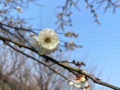 -香雪海