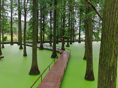 -渌洋湖湿地公园