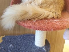 -猫腻·猫咖·撸猫馆(星光大道店)
