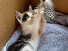 -宠颐生汉谟拉比宠物医院