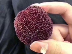 -圣罗巴海鲜烤肉自助(新乡万达店)